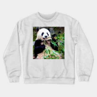 Giant Panda at Chongquing Zoo China Photograph Print Crewneck Sweatshirt